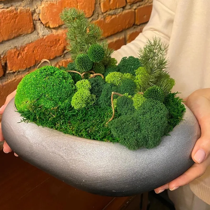 Eternal Life Moss Grass Artifi - Sphagnum Moss Dry 评论和价格